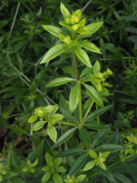 Grün Rubia Tinctorum Blumensamen zur Aussaat Garten beliebt Traditionssorte & ohne Gentechnik Samen Hausgarten