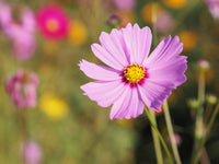 Traditionssorte Cosmos Bipinnatus Blumensamen zur Aussaat kompakt Wuchs Traditionssorte & ohne Gentechnik Samen Hausgarten