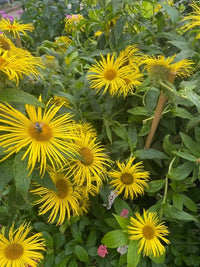 Enula Asteraceae Blumensamen zur Aussaat – farbenfroh Schau – Traditionssorte & ohne Gentechnik Samen Hausgarten