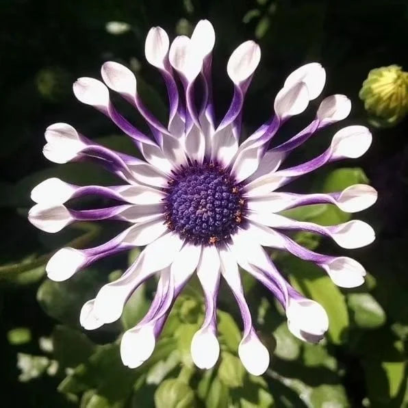 Power Spider Chrysantheme Blumensamen zur Aussaat farbenfroh Schau Traditionssorte & ohne Gentechnik Samen Hausgarten