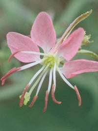 Oenothera Suffrutescens Blumensamen Evening Schlüsselblume Samen zur Aussaat leuchtend Garten Blüten