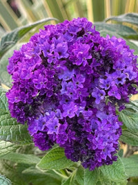 Blau Marine Blumensamen Oceanic Aussaat