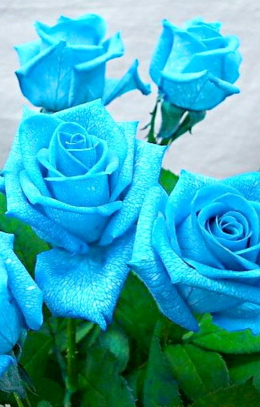 Himmelblau Grey Rose Blumensamen zur Aussaat duftend Blüten Traditionssorte & ohne Gentechnik Samen Hausgarten