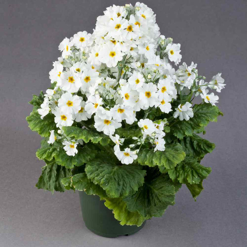 Weiß primula malacoides blume samen for anpflanzung seasonal bloomer heirloom & gmo free samen for home garten
sale for anpflanzung in home garten