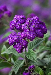 Heliotrope Blau Blumensamen zur Aussaat – duftend Blüten