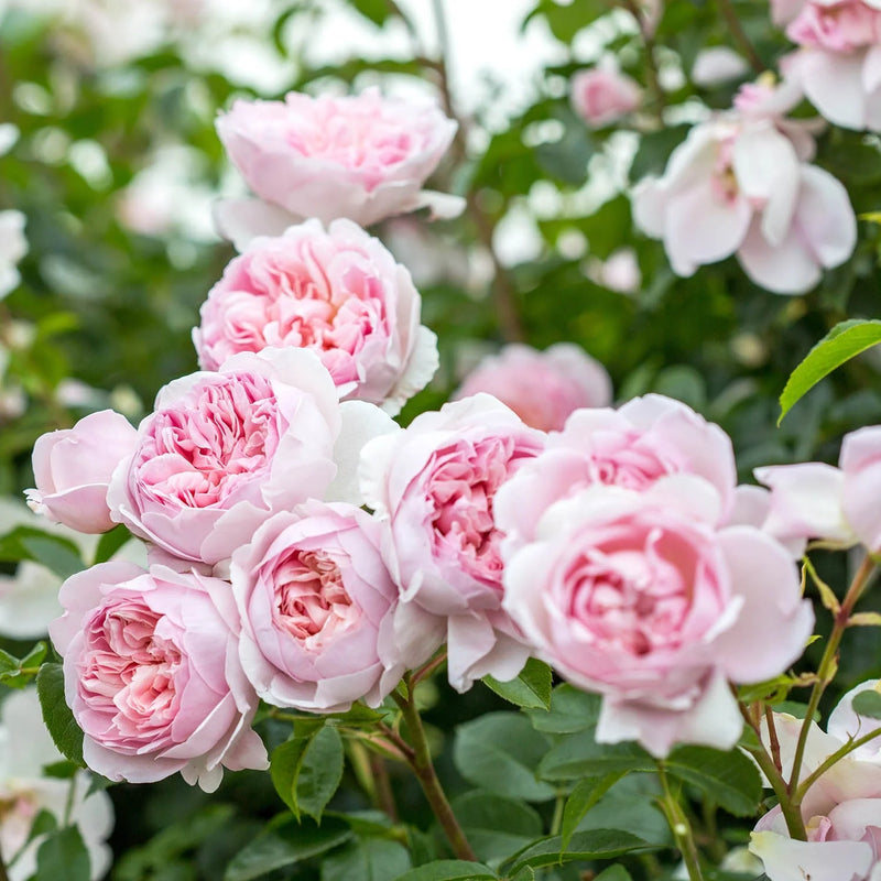 hell Rosa Miniature Rose Samen zur Aussaat farbenfroh Schau Traditionssorte & ohne Gentechnik Samen Hausgarten