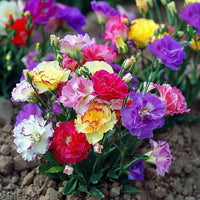 Gemischt Lisianthus Blumensamen zur Aussaat – Bestäuber freundlich – Traditionssorte & ohne Gentechnik Samen Hausgarten