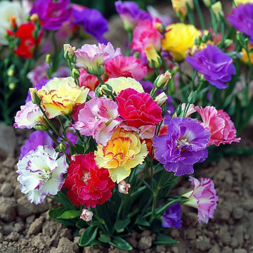 Gemischt Lisianthus Blumensamen zur Aussaat – Bestäuber freundlich – Traditionssorte & ohne Gentechnik Samen Hausgarten