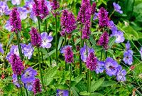 Lila Stachys Blumensamen zur Aussaat farbenfroh Schau Traditionssorte & ohne Gentechnik Samen Hausgarten
