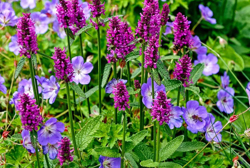 Lila Stachys Blumensamen zur Aussaat farbenfroh Schau Traditionssorte & ohne Gentechnik Samen Hausgarten