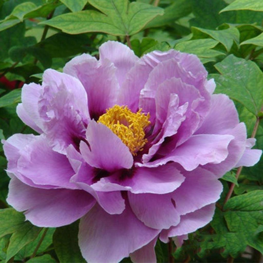 Lila Paeonia Suffruticosa Blumensamen zur Aussaat – robust Sorte – Traditionssorte & ohne Gentechnik Samen Hausgarten