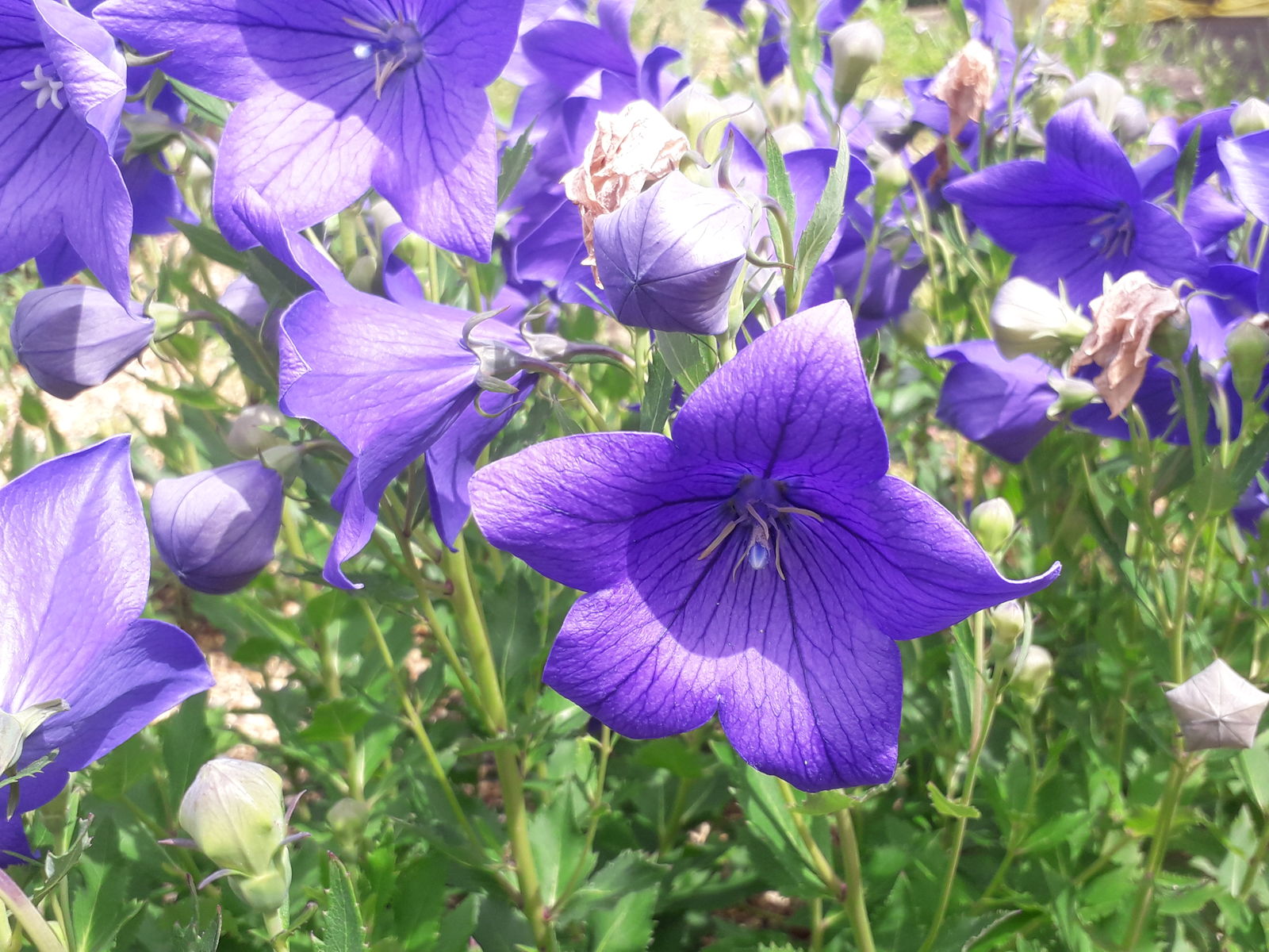 Violett Grandiflorus Blumensamen zur Aussaat – Halbschatten verträglich – Traditionssorte & ohne Gentechnik Samen Hausgarten