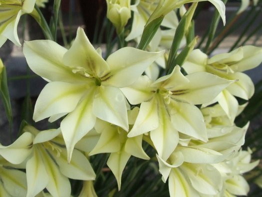 Gladiole Tristis Blumensamen zur Aussaat farbenfroh Schau Traditionssorte & ohne Gentechnik Samen Hausgarten