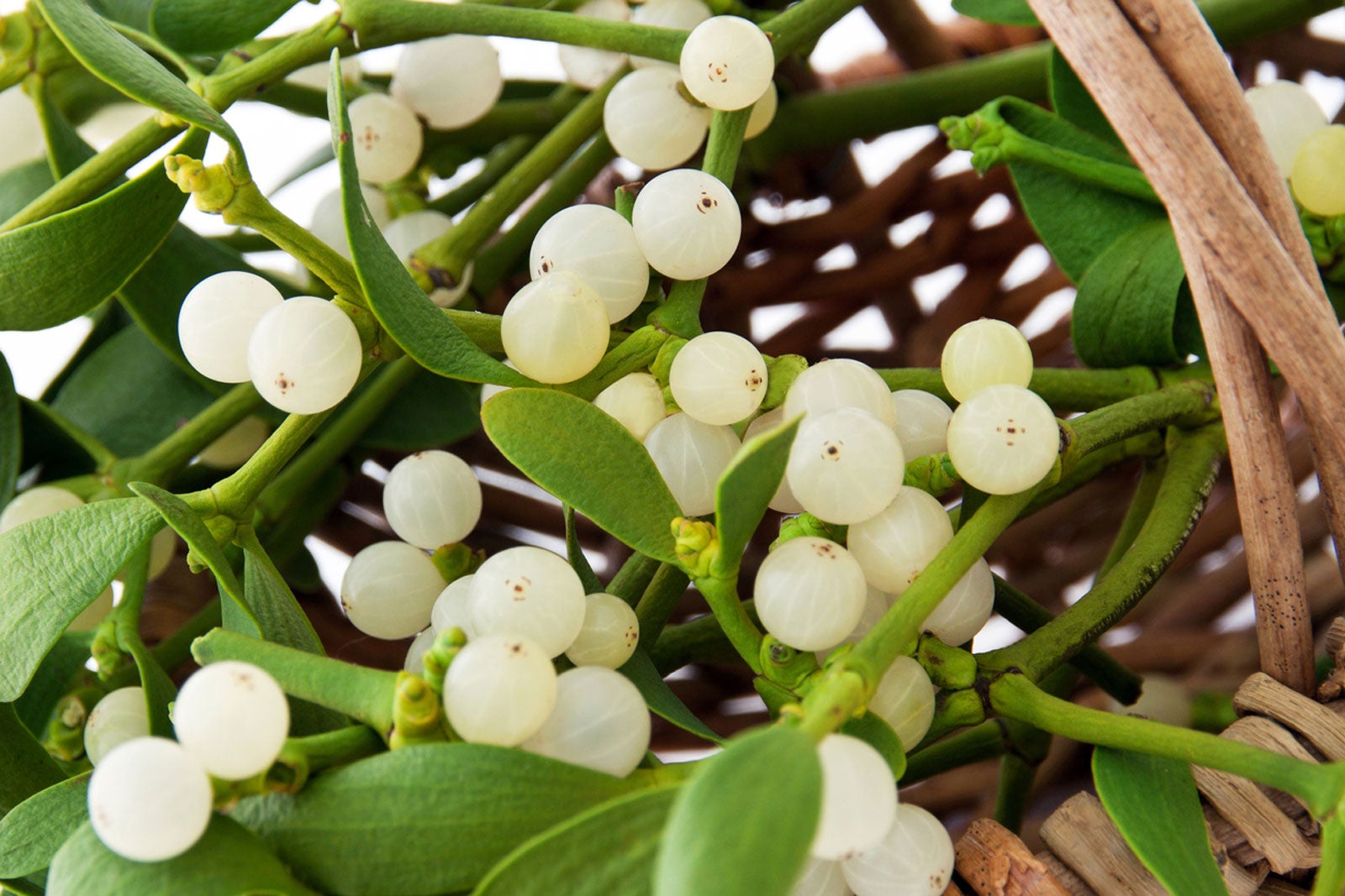 Weiß Mistletoe Blumensamen zur Aussaat – pflegeleicht – Traditionssorte & ohne Gentechnik Samen Hausgarten