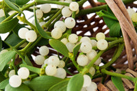 Weiß Mistletoe Blumensamen zur Aussaat – pflegeleicht – Traditionssorte & ohne Gentechnik Samen Hausgarten