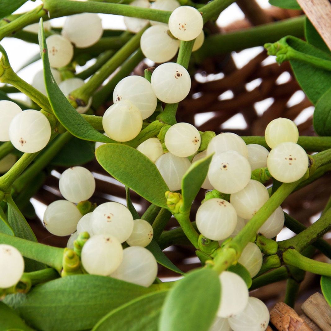 Weiß Mistletoe Blumensamen zur Aussaat – pflegeleicht – Traditionssorte & ohne Gentechnik Samen Hausgarten
