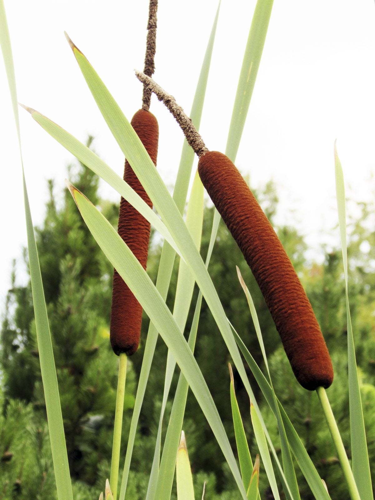 Cattails Blumensamen zur Aussaat saisonal Dauerblüher Traditionssorte & ohne Gentechnik Samen Hausgarten