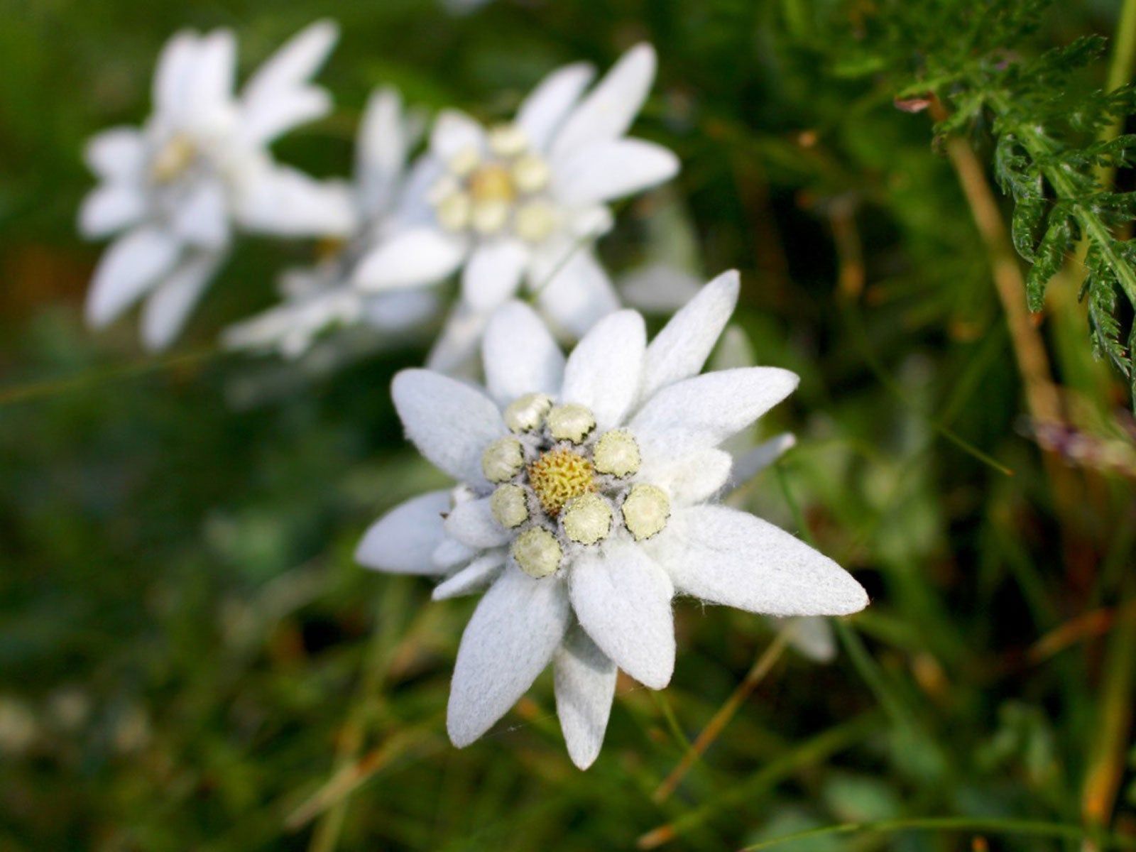 Weiß Edelweiss Blumensamen zur Aussaat – lang Blüte Saison – Traditionssorte & ohne Gentechnik Samen Hausgarten