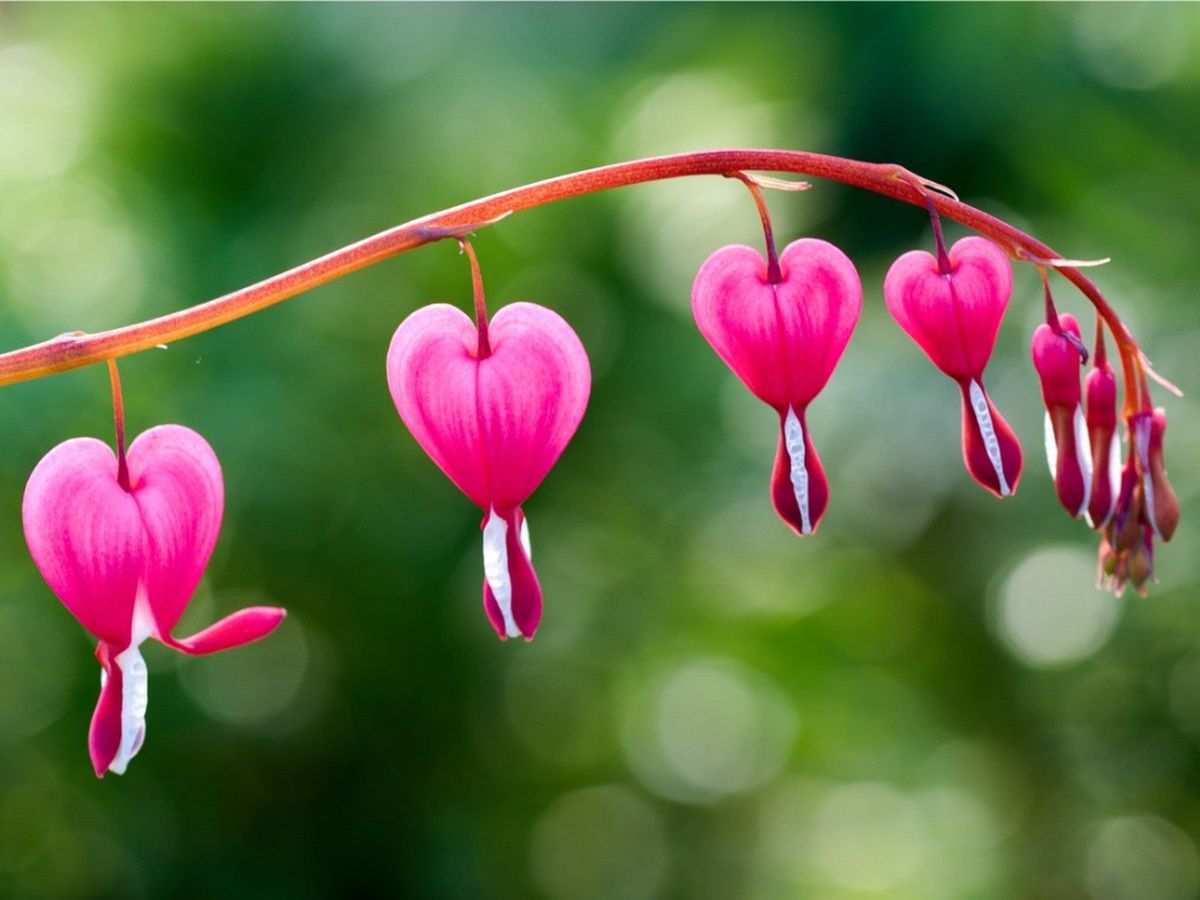Bleeding Heart Blumensamen zur Aussaat robust Sorte Traditionssorte & ohne Gentechnik Samen Hausgarten