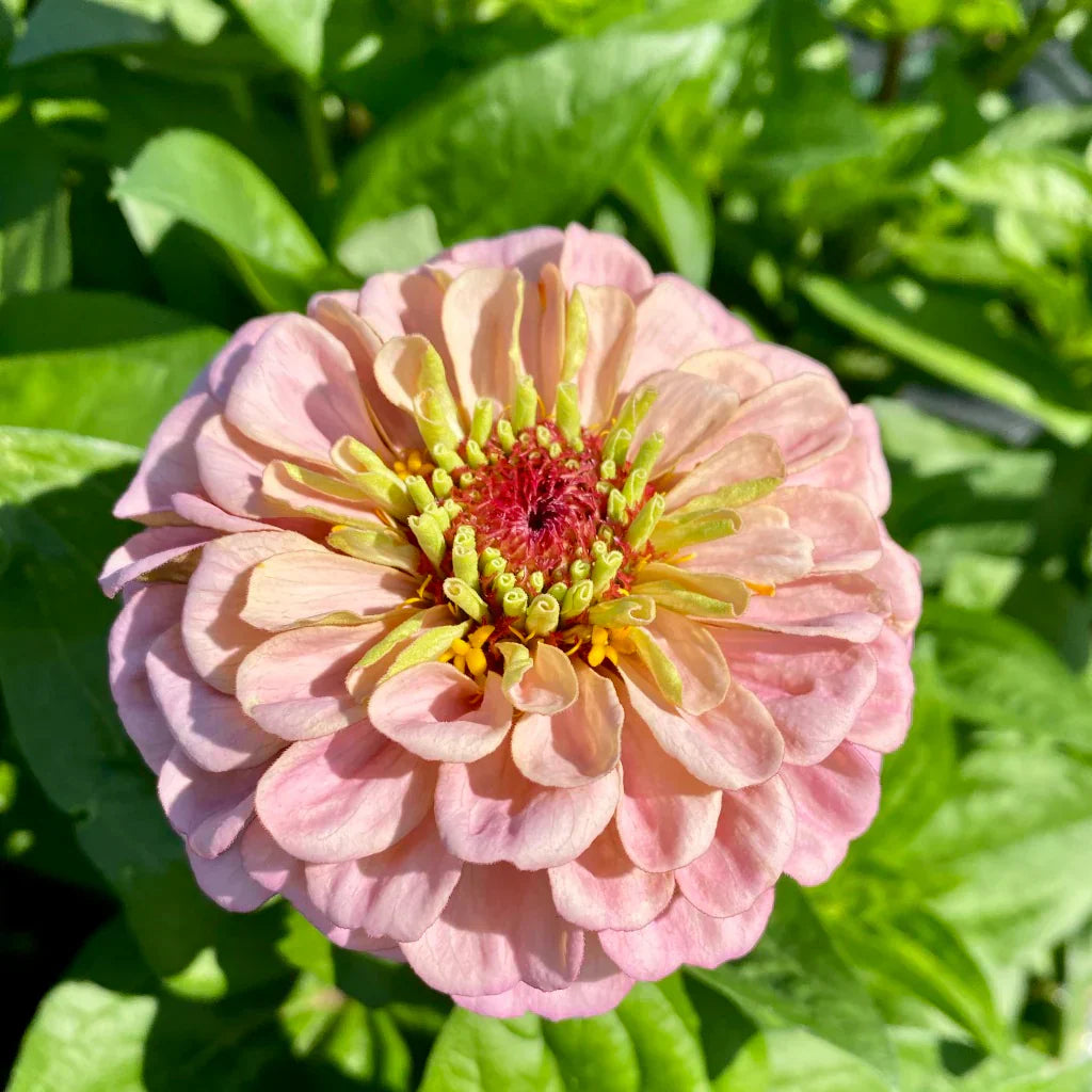 hell Rosa Zinnie Blumensamen zur Aussaat leuchtend Blüten Traditionssorte & ohne Gentechnik Samen Hausgarten