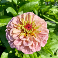hell Rosa Zinnie Blumensamen zur Aussaat leuchtend Blüten Traditionssorte & ohne Gentechnik Samen Hausgarten