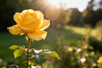 hell Gelb kletternd Rose Samen zur Aussaat – Garten-Kletterpflanze Roses
