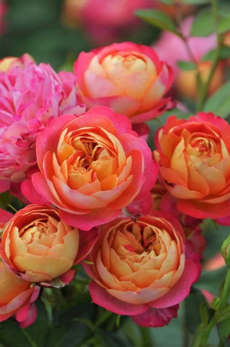 Orange Rosa Rose Blumensamen zur Aussaat Bestäuber freundlich Traditionssorte & ohne Gentechnik Samen Hausgarten