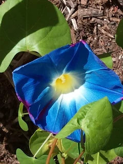 riesig Blau Moon Blumensamen zur Aussaat – hochwertige Blumensamen leuchtend Gärten