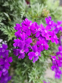 Verbana Blumensamen zur Aussaat ideal Rabatten Traditionssorte & ohne Gentechnik Samen Hausgarten