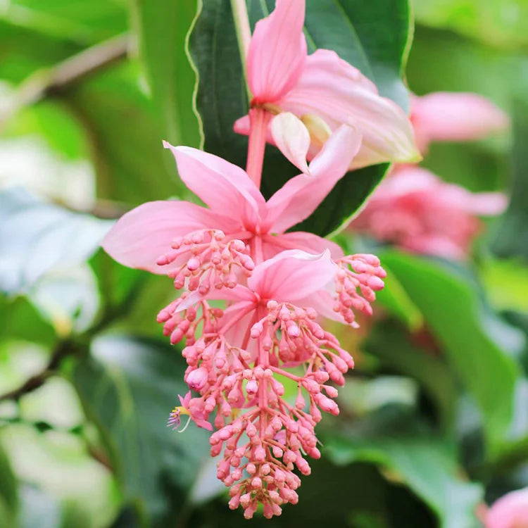 Medinilla Magnifica Blumensamen zur Aussaat – Schnitt Blume beliebt – Traditionssorte & ohne Gentechnik Samen Hausgarten