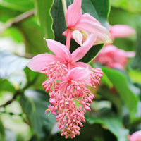 Medinilla Magnifica Blumensamen zur Aussaat – Schnitt Blume beliebt – Traditionssorte & ohne Gentechnik Samen Hausgarten