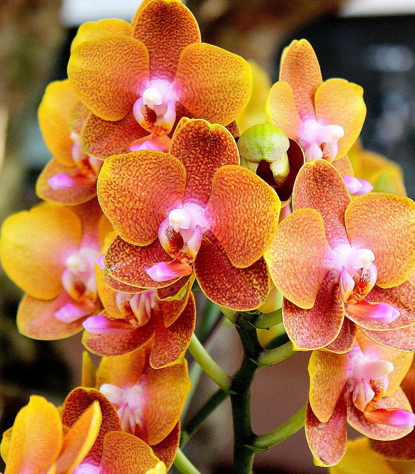 Schmetterlingsorchidee Orchidee Blumensamen zur Aussaat farbenfroh Schau Traditionssorte & ohne Gentechnik Samen Hausgarten