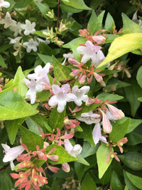 Weiß Abelia Blumensamen zur Aussaat – ideal Rabatten – Traditionssorte & ohne Gentechnik Samen Hausgarten
