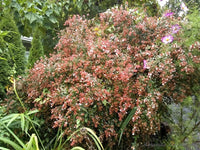 Rot Abelia Blumensamen zur Aussaat Drought verträglich Traditionssorte & ohne Gentechnik Samen Hausgarten