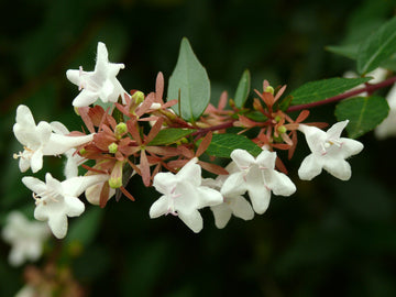 Abelia seedlings wachsend in garten – easy anpflanzung guide