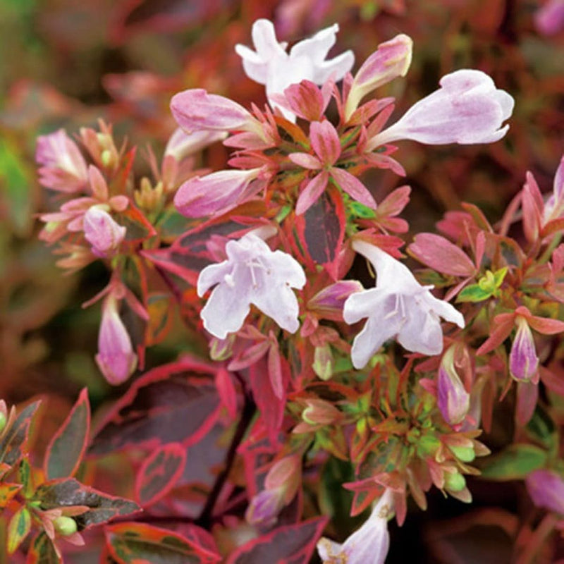 Rot abelia blume samen for anpflanzung drought tolerant heirloom & gmo free samen for home garten 
 
 sale samen for home garten anpflanzung