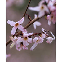 Rosa trifoliate forsythia blume samen for anpflanzung - colorful display, heirloom & gmo free samen for home garten
 
 sale samen for anpflanzung in home garten