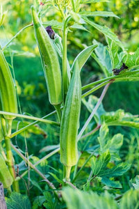 Okra seedlings sprouting aus non gmo abelmoschus esculentus samen