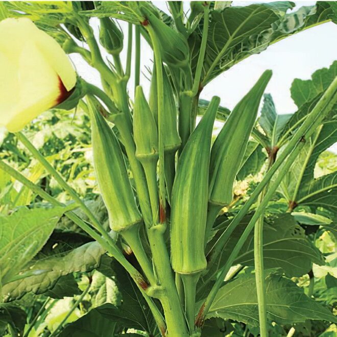Abelmoschus okra samen with high germination für home gardens