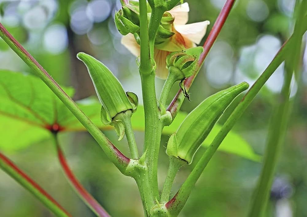 Abelmoschus samen okra warm season samen für home aussaat