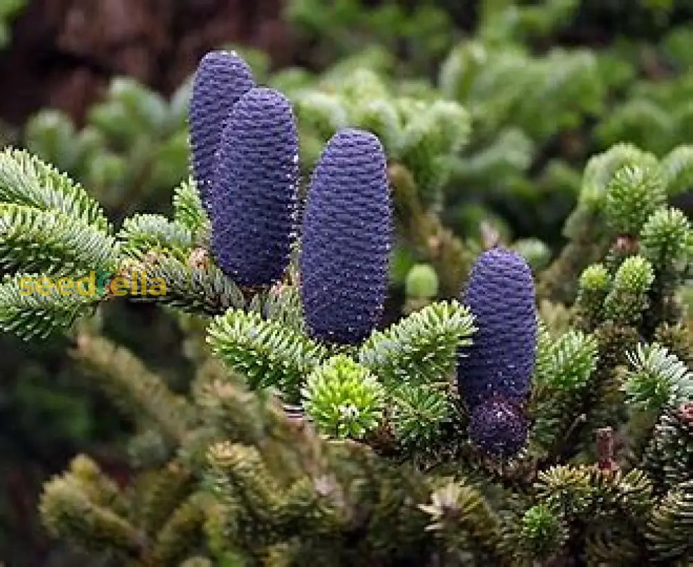 Abies concolor tree showing soft blau-grün needles and dense foliage.