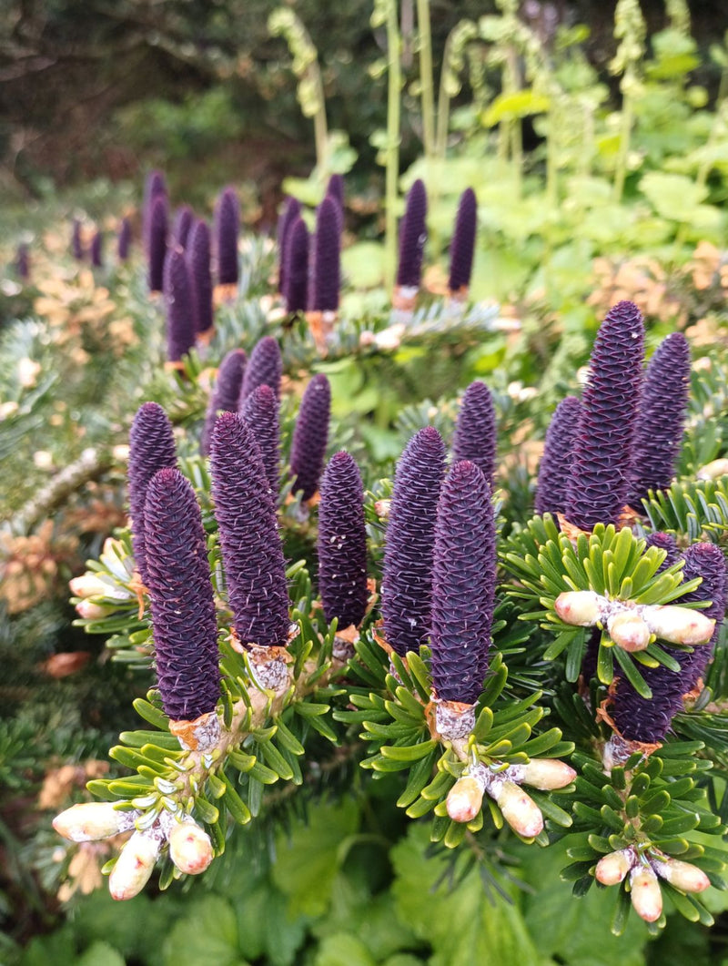 Viola Abies da seminare – spettacolo variopinto – varietà tradizionale e semi da giardino domestico senza OGM