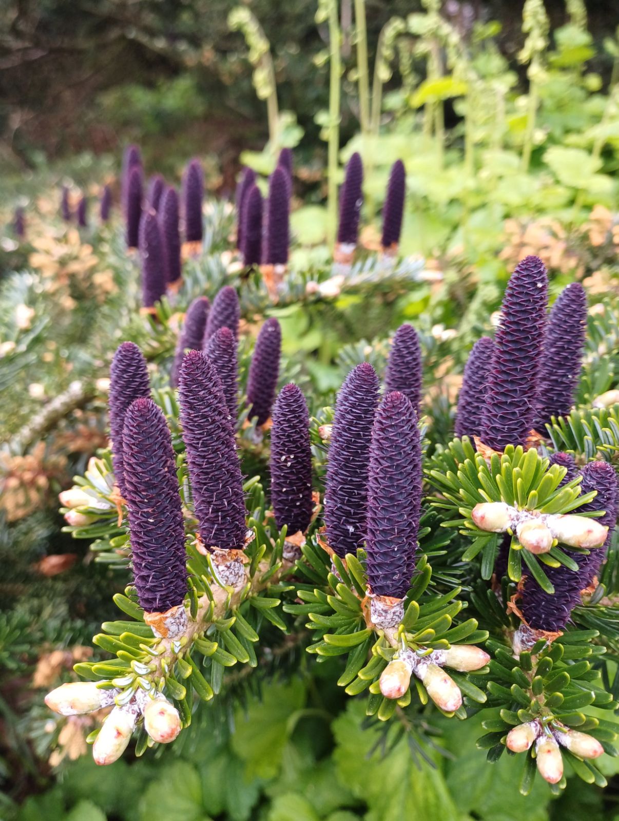 Violett Abies Blumensamen zur Aussaat – farbenfroh Schau – Traditionssorte & ohne Gentechnik Samen Hausgarten