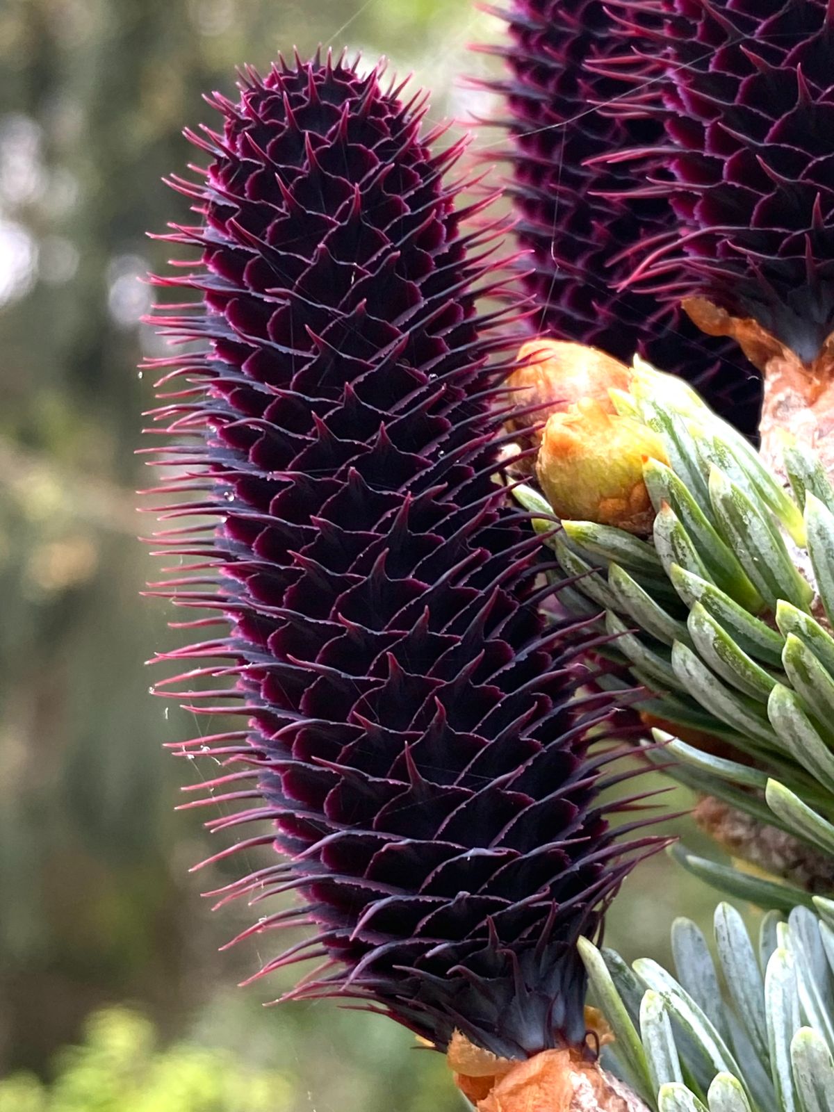 Violett Abies Blumensamen zur Aussaat – farbenfroh Schau – Traditionssorte & ohne Gentechnik Samen Hausgarten