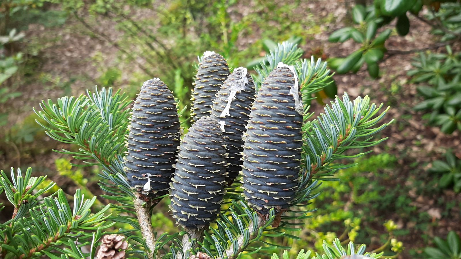 Blau Abies Veitchii Blumensamen zur Aussaat – Garten beliebt – Traditionssorte & ohne Gentechnik Samen Hausgarten