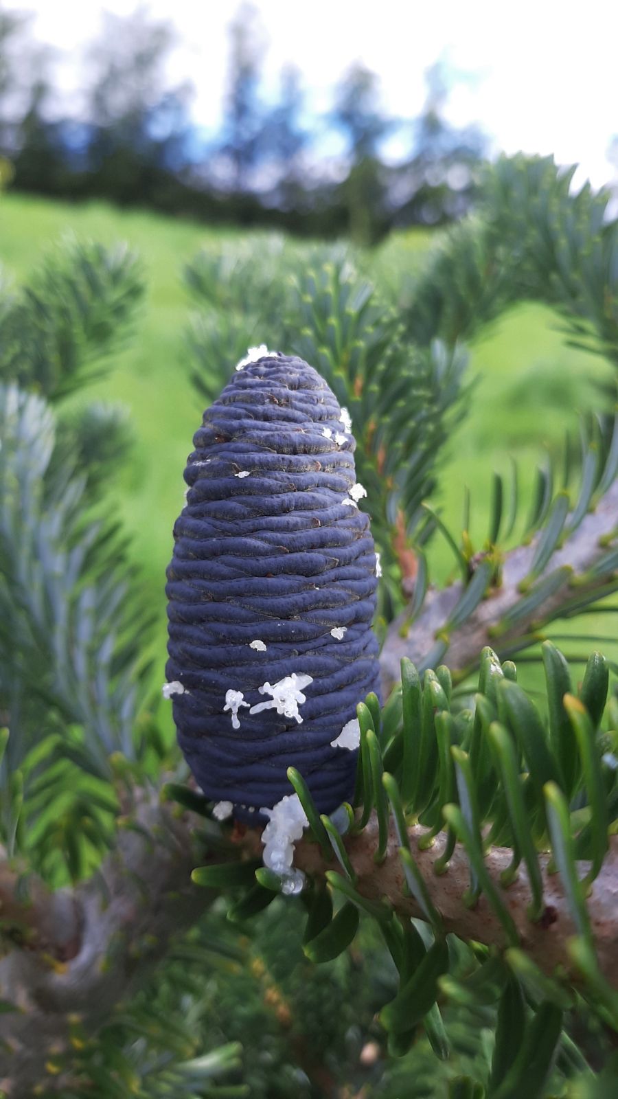 Blau Abies Veitchii Blumensamen zur Aussaat – Garten beliebt – Traditionssorte & ohne Gentechnik Samen Hausgarten