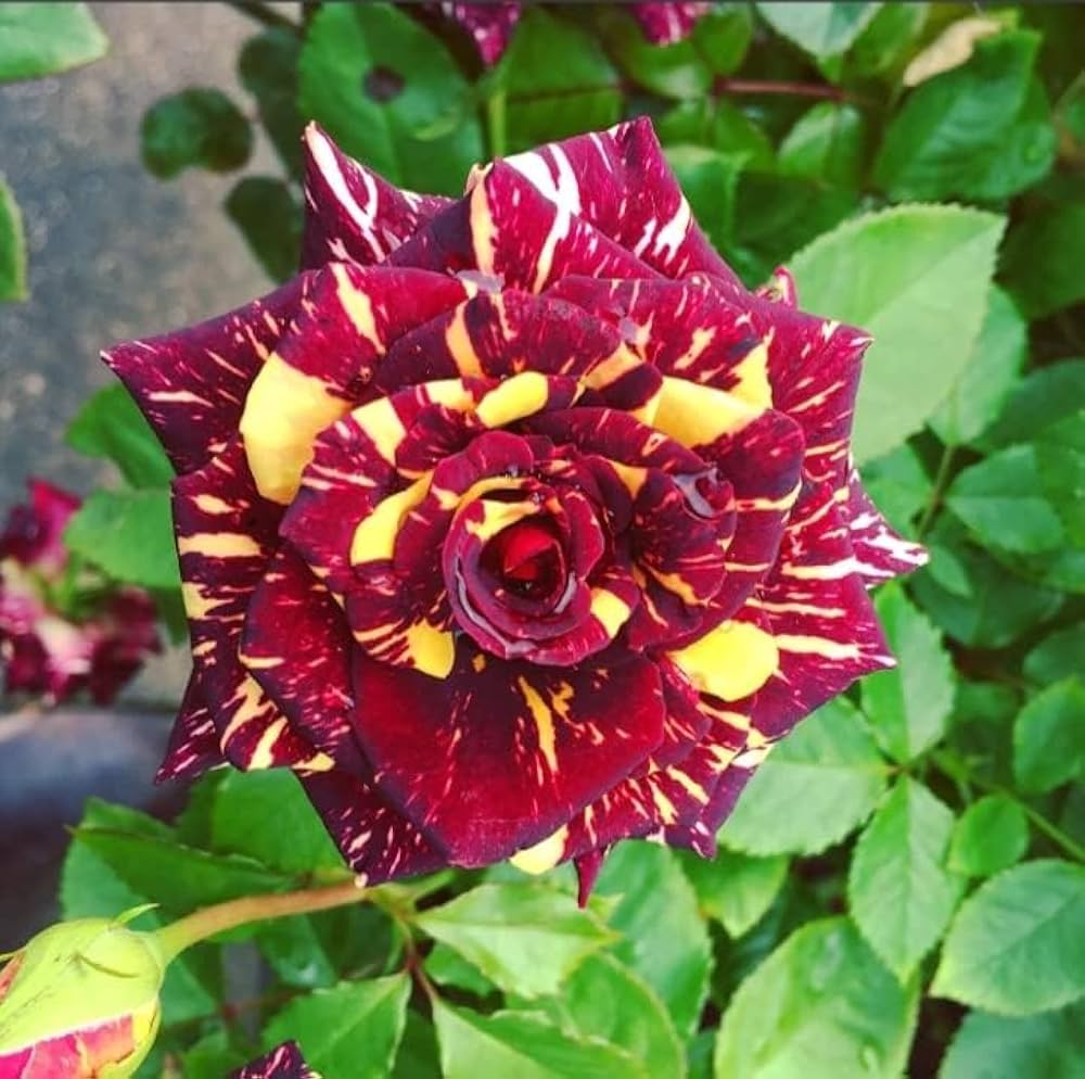 Step-by-step guide for wachsend abracadabra seedlings