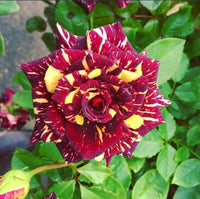 Step-by-step guide for wachsend abracadabra seedlings