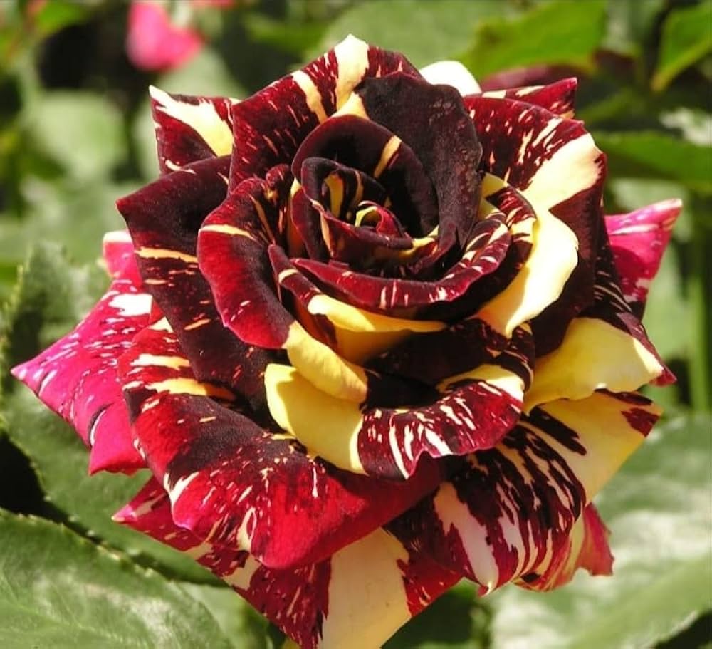 Abracadabra rot gelb bicolor blumen blooming