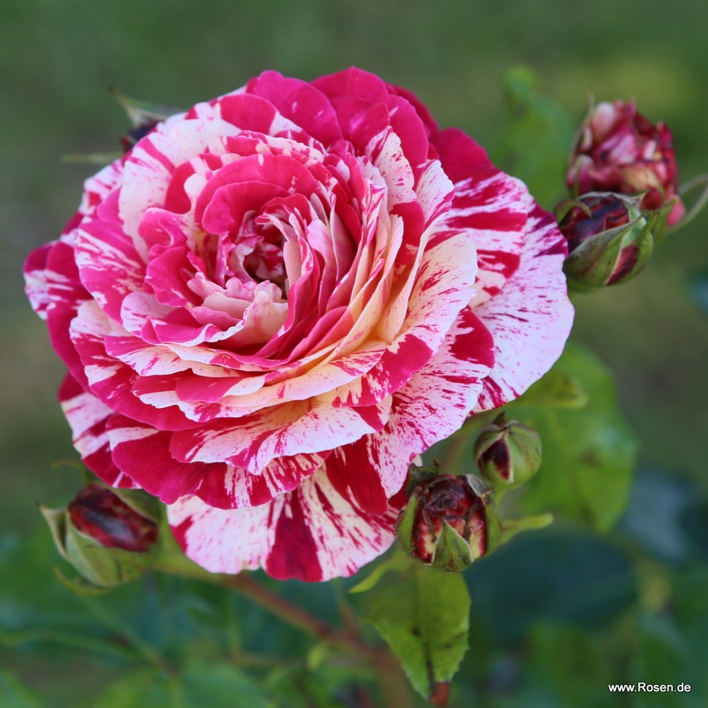 Rot und Weiß Rose Blumensamen zur Aussaat duftend Blüten Traditionssorte & ohne Gentechnik Samen Hausgarten